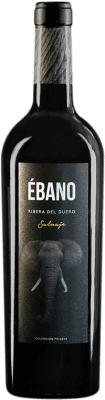 Ébano Salvaje 高齢者